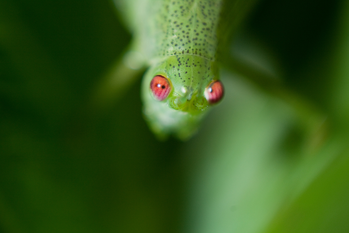 Grasshopper's eyes