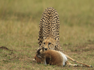 cheetah kills