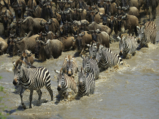 zebra crossing