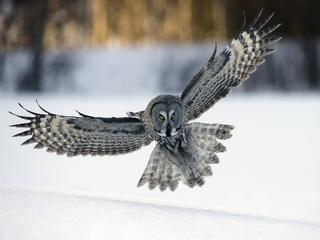 great grey owl lands at dusk