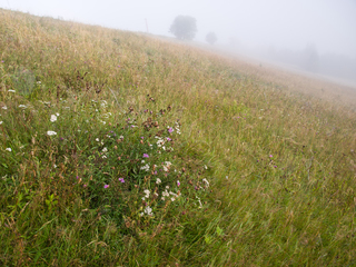 на світанку