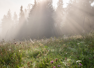 Світанок у лісі