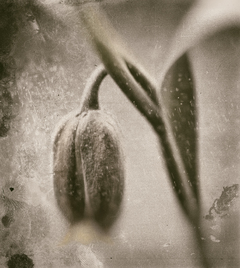 Згадка про молодість