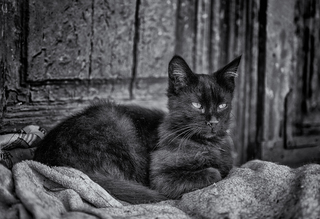 Королева двору