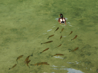 у кільватері / in a quantizer