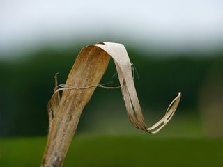 осінній листок / autumn leaf