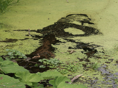 автопортрет / self-portrait