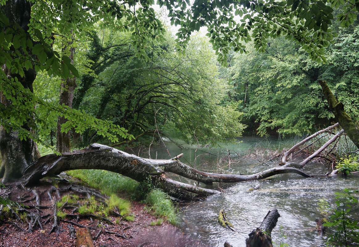 дощовий берег /  rainy shore