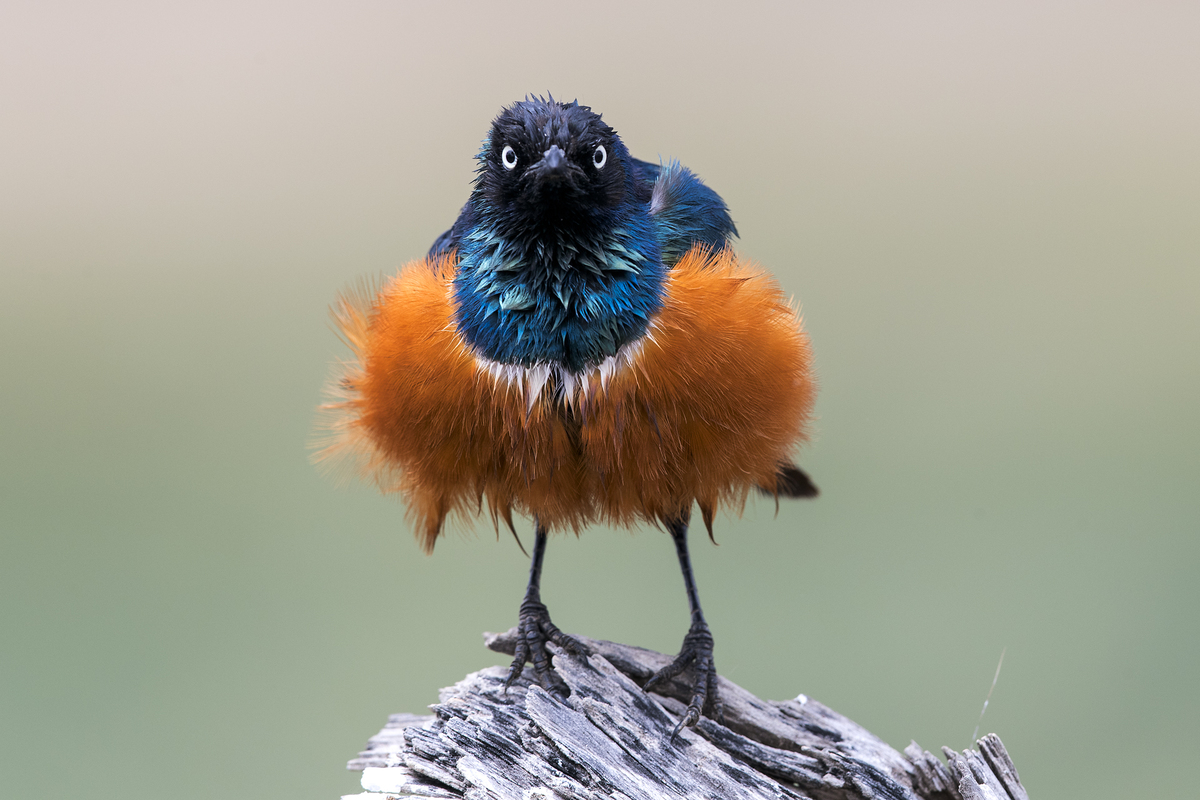 Superb starling