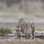 Cheetah drinking