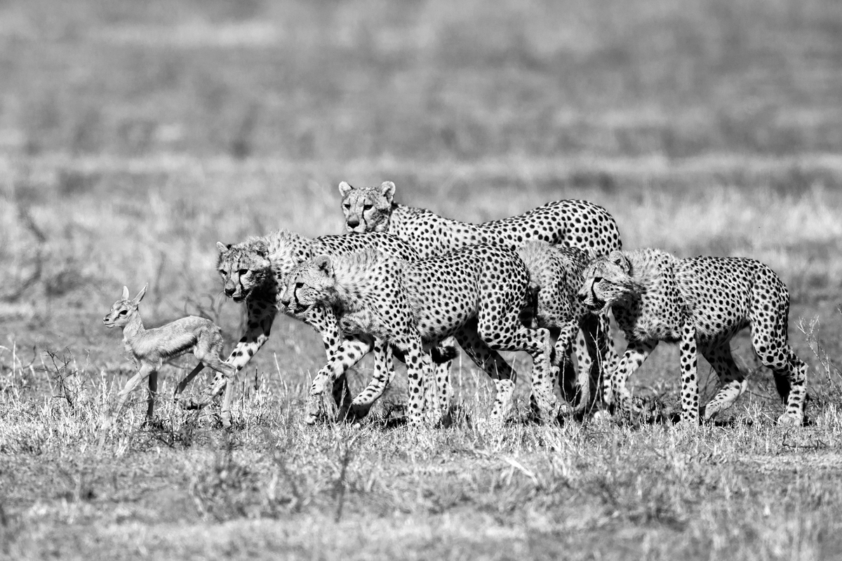 Prey for cheetah
