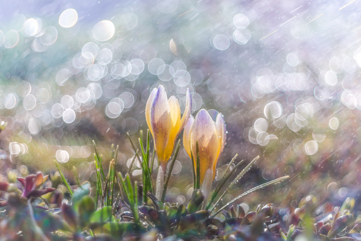 Утренний дождь