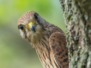 looking Falco tinnunculus_