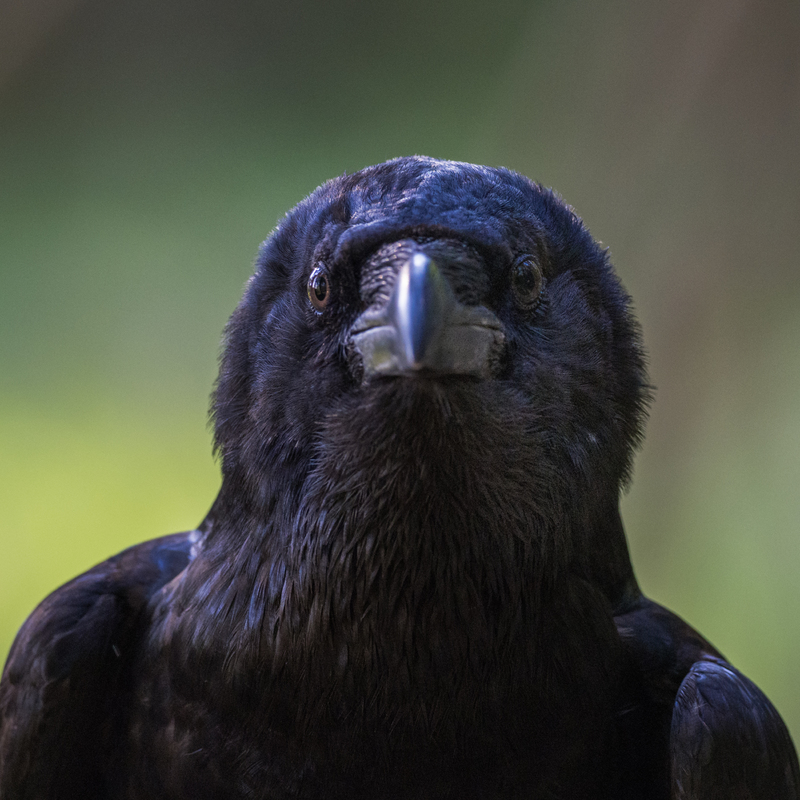 looking Corvus corax