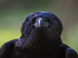 looking Corvus corax