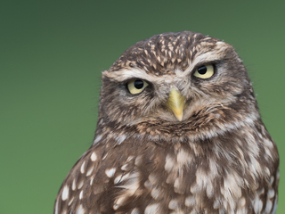 looking Athene noctua