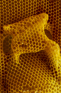 Бджолина робота