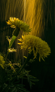 Чорнобривці