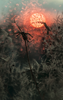 Сонце в траві