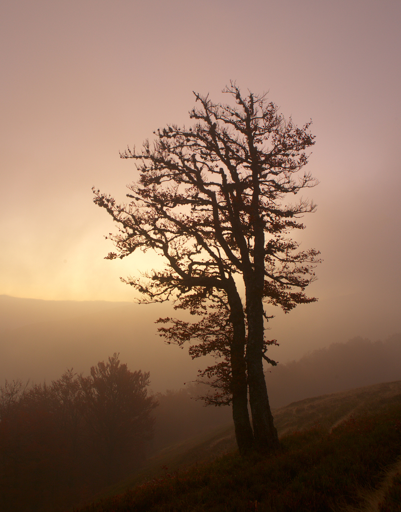 туман і дерево