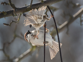 Переможець.