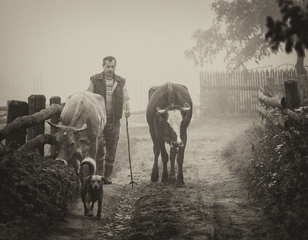 Ранковий вигін