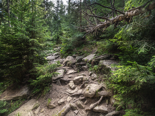 Анатомія лісу