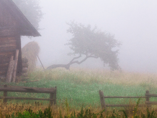 Стара груша