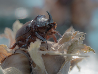 rhinoceros beetles