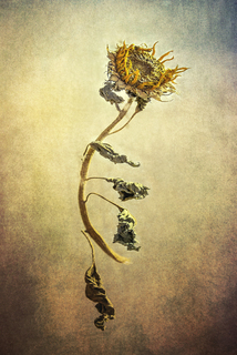 Breathe in one last time