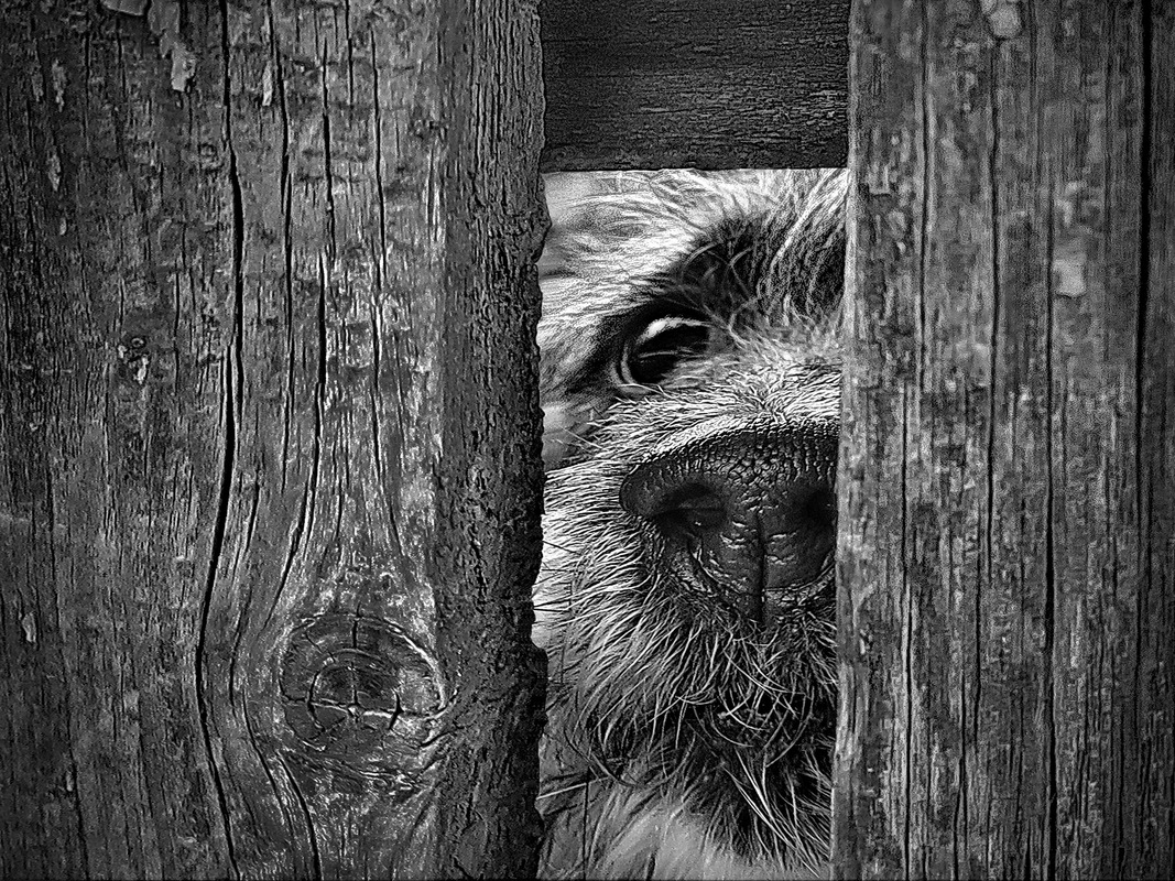 Фейсконтроль