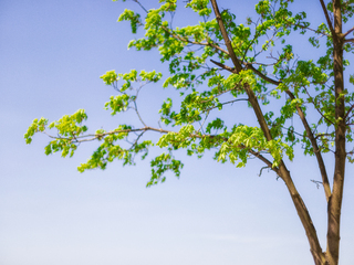 СПОГАД ПРО ВЕСНУ
