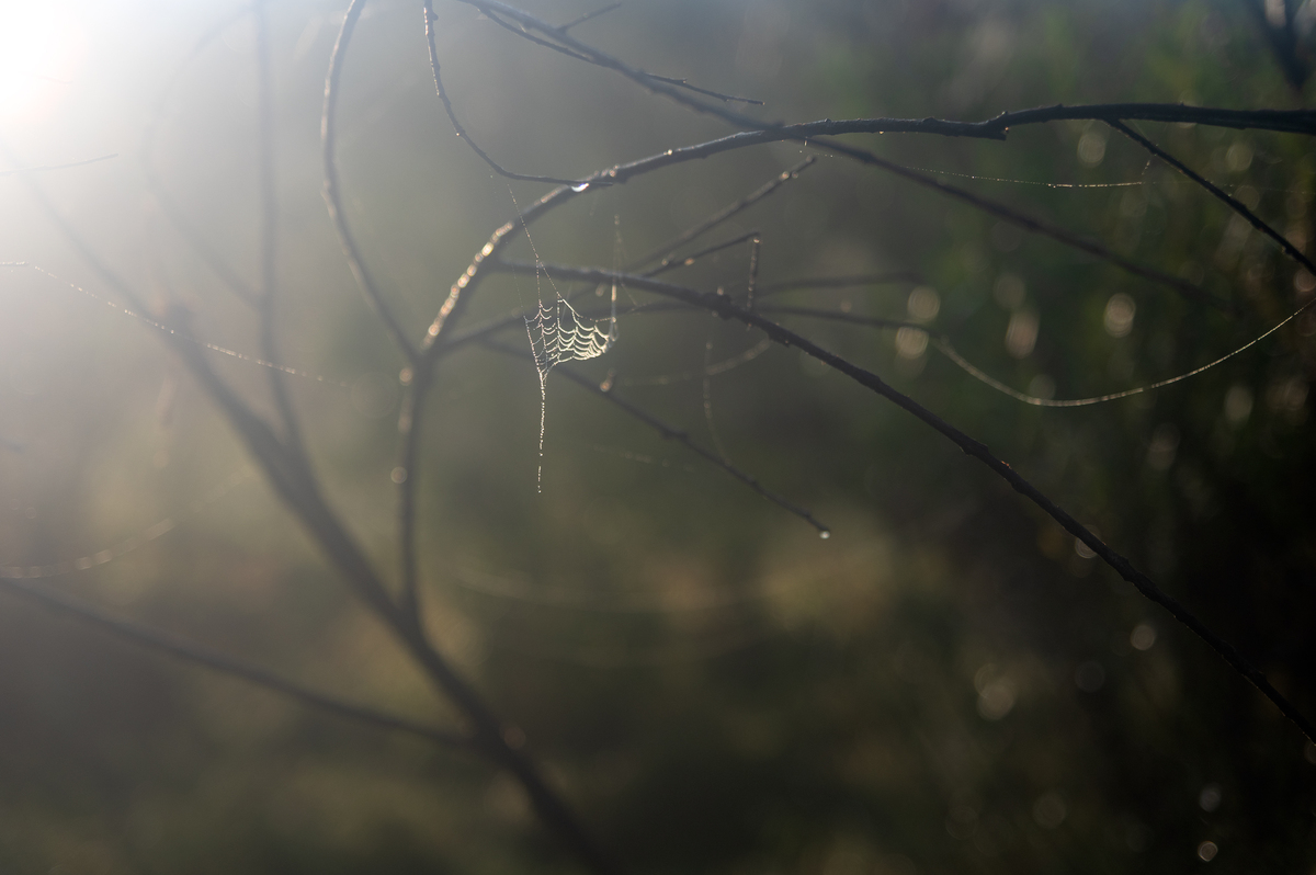 ДЮЙМОВОЧКА