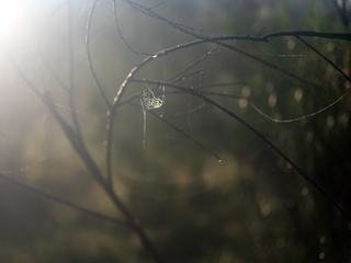 ДЮЙМОВОЧКА