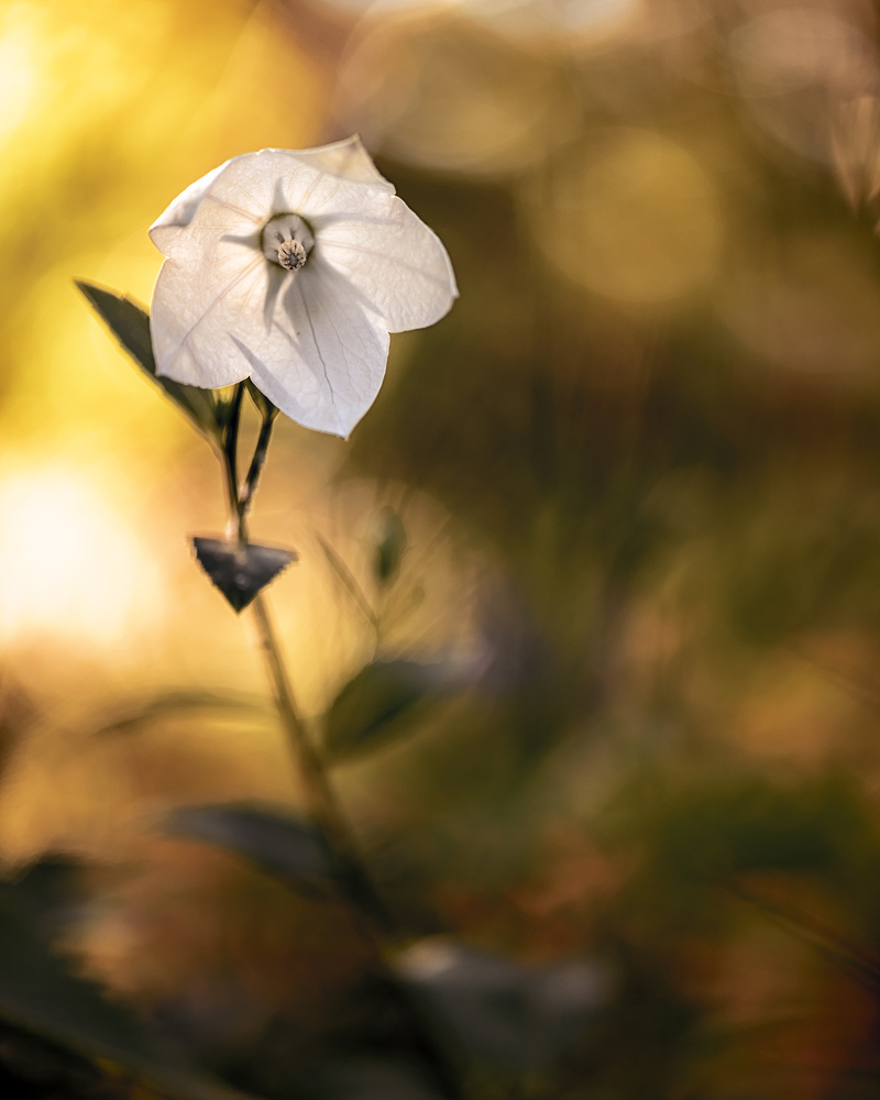 На закате дня