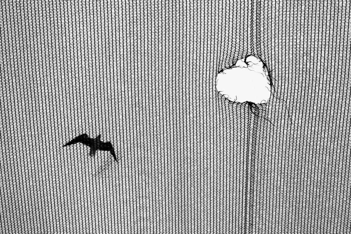 Любовь к воле