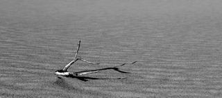 Oleshky desert з серії Олешківські піски