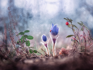 Весеннее пробуждение