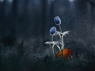 Лесная семейка