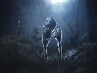 Сиянье нежности