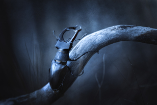 Ночной страж