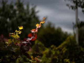 Перед грозою