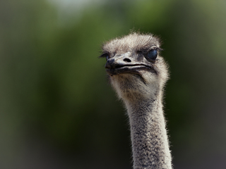 Портрет страуса