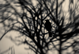 Містичний спокій