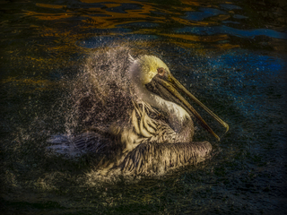 Pelican