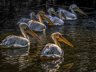 Pelicans in order