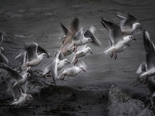 Seaguls in flight