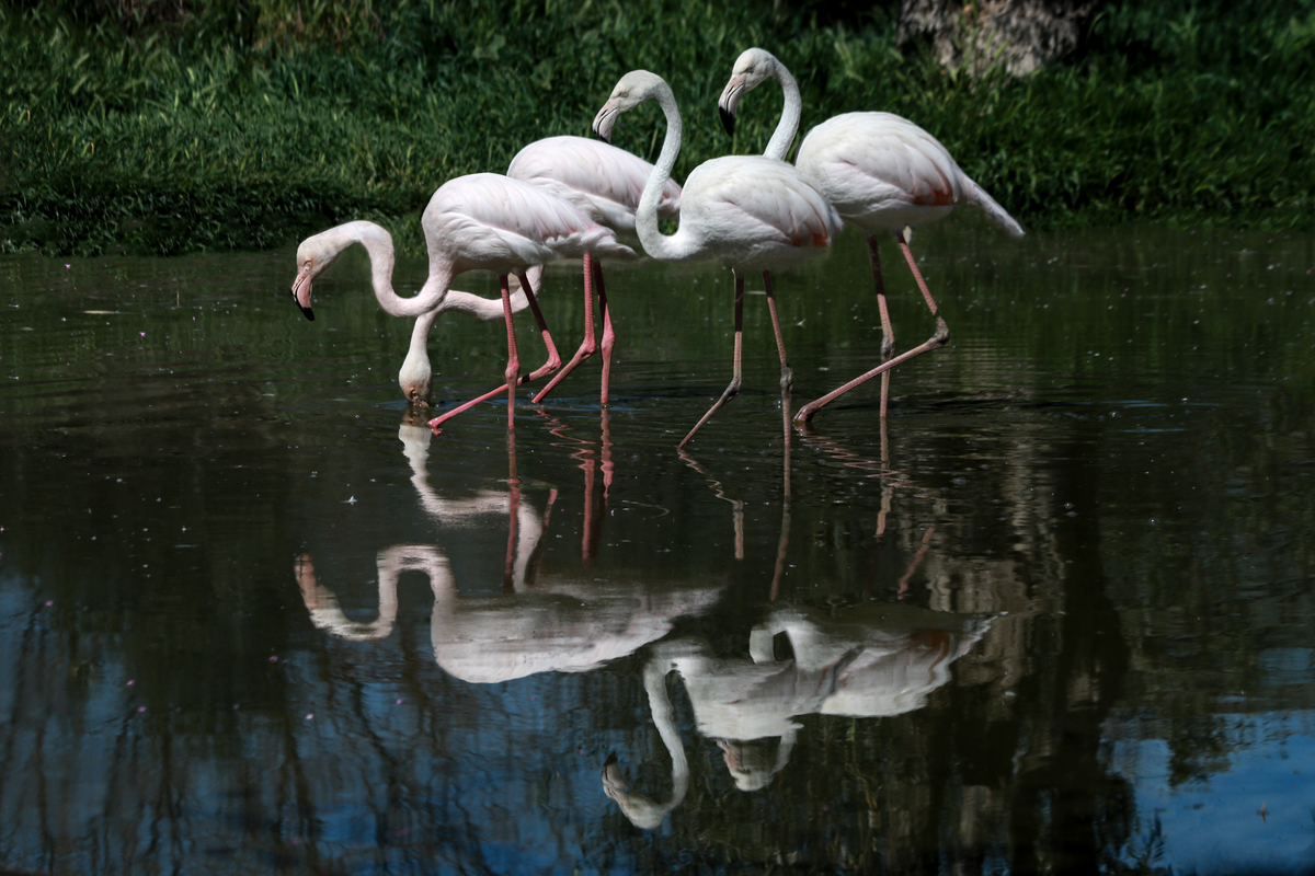 Reflection of flamingos