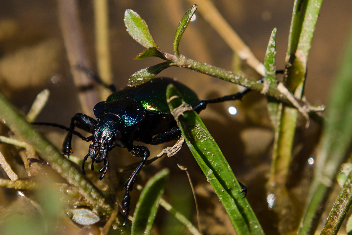 Beetle at Stimfalia Lake LR-0500