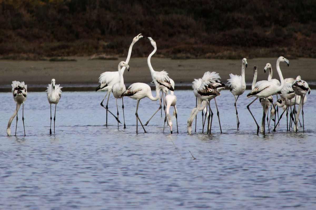 Love approach LR-0222